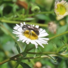 Lasioglossum (Chilalictus) sp. (genus & subgenus) at Lake Tuggeranong - 26 Nov 2023