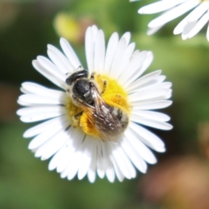 Lasioglossum (Chilalictus) sp. (genus & subgenus) at Lake Tuggeranong - 26 Nov 2023