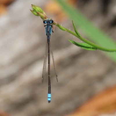 Ischnura heterosticta (Common Bluetail Damselfly) at Lake Tuggeranong - 26 Nov 2023 by RodDeb