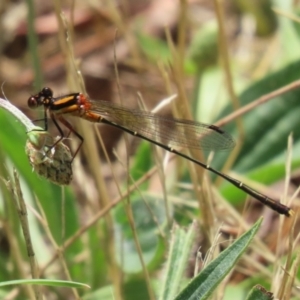 Nososticta solida at Lake Tuggeranong - 26 Nov 2023