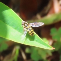 Simosyrphus grandicornis (Common hover fly) at Lake Tuggeranong - 26 Nov 2023 by RodDeb