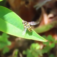 Simosyrphus grandicornis at Lake Tuggeranong - 26 Nov 2023 12:46 PM