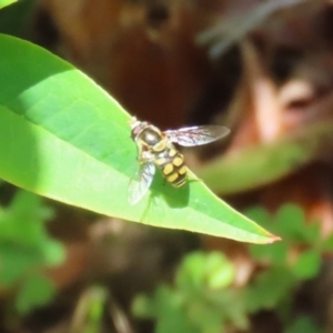 Simosyrphus grandicornis at Lake Tuggeranong - 26 Nov 2023