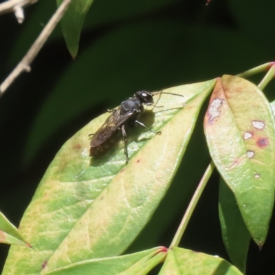 Pison sp. (genus) at Greenway, ACT - 26 Nov 2023 by RodDeb