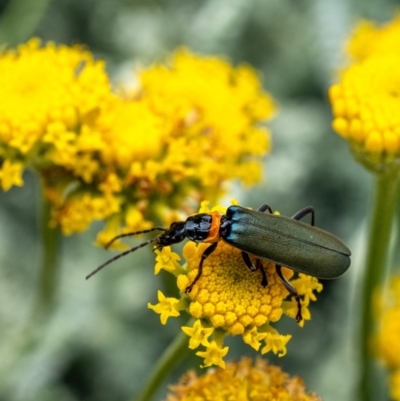 Chauliognathus lugubris (Plague Soldier Beetle) at Wingecarribee Local Government Area - 26 Nov 2023 by Aussiegall