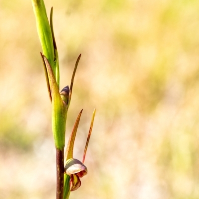 Orthoceras strictum (Horned Orchid) at Wingecarribee Local Government Area - 26 Nov 2023 by Aussiegall