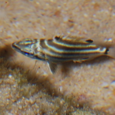 Unidentified Native Fish at Buddina, QLD - 23 Nov 2023 by Harrisi