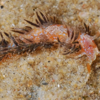 Unidentified Sea Slug, Sea Hare or Bubble Shell at Buddina, QLD - 23 Nov 2023 by Harrisi