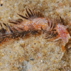 Unidentified Sea Slug, Sea Hare or Bubble Shell at Buddina, QLD - 23 Nov 2023 by Harrisi