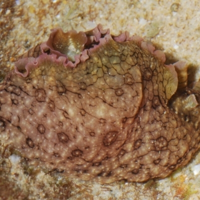 Unidentified Sea Slug, Sea Hare or Bubble Shell at Buddina, QLD - 23 Nov 2023 by Harrisi