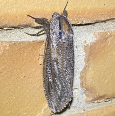 Endoxyla encalypti (Wattle Goat Moth) at QPRC LGA - 26 Nov 2023 by SteveBorkowskis