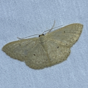 Scopula optivata at QPRC LGA - 26 Nov 2023