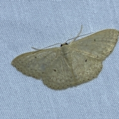 Scopula optivata at QPRC LGA - 26 Nov 2023