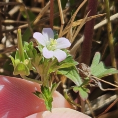 Geranium sp. Narrow lobes (G.S.Lorimer 1771) Vic. Herbarium at The Pinnacle - 26 Nov 2023 by sangio7