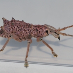 Leptopius setosus (A broad-nosed weevil) by TimL