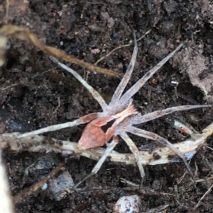 Argoctenus vittatus at Lower Borough, NSW - 25 Nov 2023