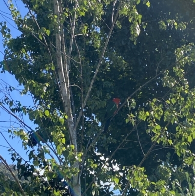 Alisterus scapularis (Australian King-Parrot) at Alpine Shire - 27 Nov 2023 by jks