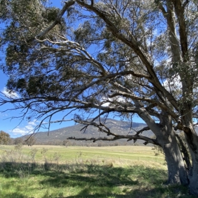 Eucalyptus camaldulensis subsp. camaldulensis (River Red Gum) at Paddys River, ACT - 22 Oct 2023 by Tapirlord