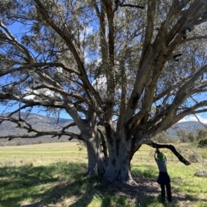 Eucalyptus camaldulensis subsp. camaldulensis at Paddys River, ACT - 22 Oct 2023