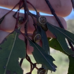 Eucalyptus camaldulensis subsp. camaldulensis at Paddys River, ACT - 22 Oct 2023