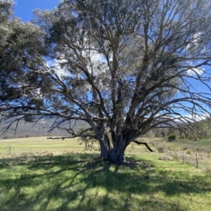 Eucalyptus camaldulensis subsp. camaldulensis at Paddys River, ACT - 22 Oct 2023