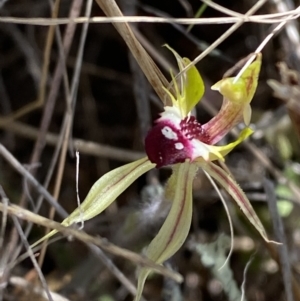 Caladenia parva at Rendezvous Creek, ACT - suppressed