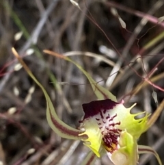 Caladenia parva at Rendezvous Creek, ACT - suppressed