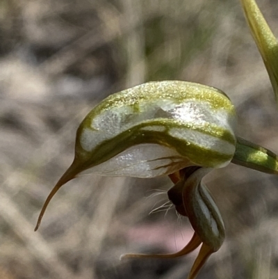 Oligochaetochilus hamatus (Southern Hooked Rustyhood) at Rendezvous Creek, ACT - 22 Oct 2023 by Tapirlord