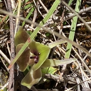 Chiloglottis valida at Namadgi National Park - suppressed