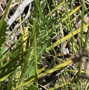 Senecio distalilobatus at Namadgi National Park - 22 Oct 2023