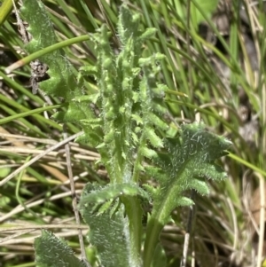 Senecio distalilobatus at Namadgi National Park - 22 Oct 2023