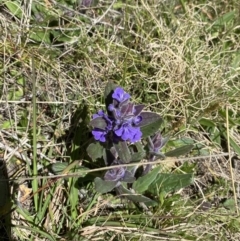 Ajuga australis at Namadgi National Park - 22 Oct 2023 11:47 AM