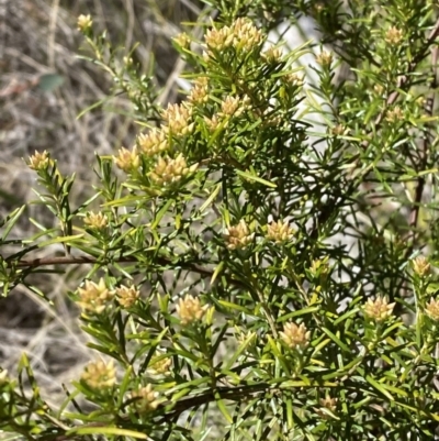 Ozothamnus thyrsoideus (Sticky Everlasting) at Namadgi National Park - 22 Oct 2023 by Tapirlord