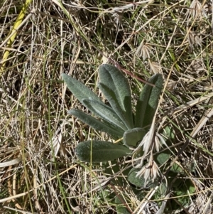 Senecio gunnii at Namadgi National Park - 22 Oct 2023