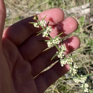 Discaria pubescens at Namadgi National Park - 22 Oct 2023 11:02 AM