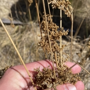 Juncus sarophorus at Namadgi National Park - 22 Oct 2023