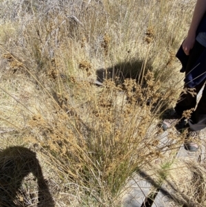 Juncus sarophorus at Namadgi National Park - 22 Oct 2023