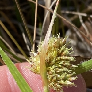 Luzula ovata at Namadgi National Park - 22 Oct 2023