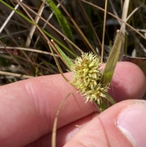 Luzula ovata at Namadgi National Park - 22 Oct 2023