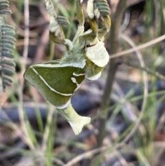 Aenetus ligniveren (Common Splendid Ghost Moth) at Namadgi National Park - 21 Oct 2023 by Tapirlord