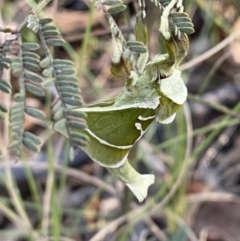 Aenetus ligniveren at Namadgi National Park - 22 Oct 2023