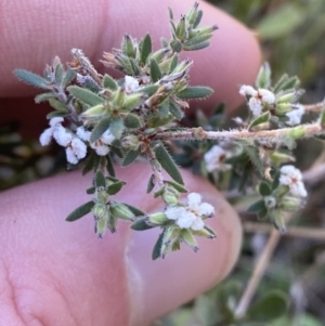 Leucopogon microphyllus var. pilibundus at Namadgi National Park - 22 Oct 2023