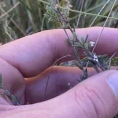 Leucopogon microphyllus var. pilibundus at Namadgi National Park - 22 Oct 2023