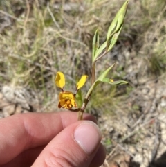 Diuris semilunulata at Namadgi National Park - suppressed