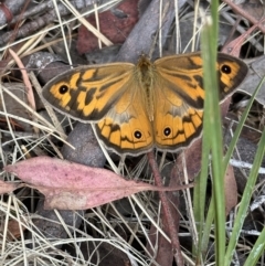 Heteronympha merope (Common Brown Butterfly) at Aranda Bushland - 26 Nov 2023 by lbradley
