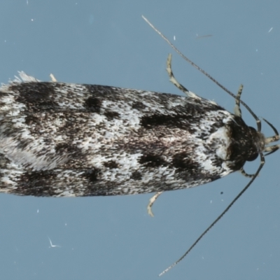 Barea confusella (A Concealer moth) at Ainslie, ACT - 1 Jan 2023 by jb2602