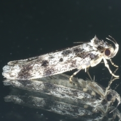 Barea confusella at Ainslie, ACT - 1 Jan 2023