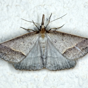 Epidesmia hypenaria at Ainslie, ACT - 1 Jan 2023 09:35 PM