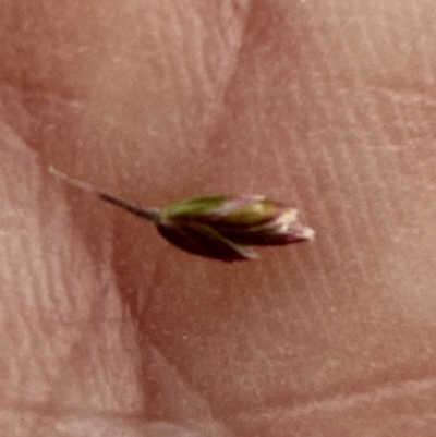 Poa sieberiana var. sieberiana (Snowgrass) at Point 73 - 26 Nov 2023 by lbradley