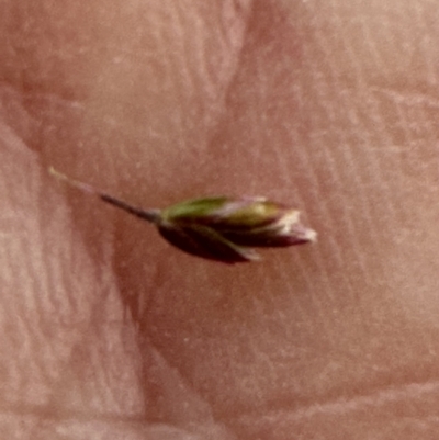 Poa sieberiana var. sieberiana (Snowgrass) at Aranda, ACT - 27 Nov 2023 by lbradley